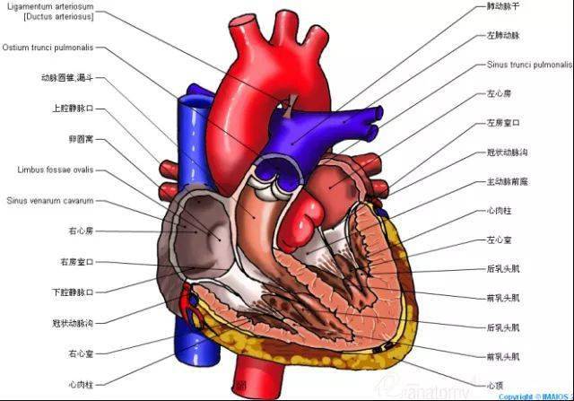 影像解剖 | 这组心脏解剖图,太赞了!珍藏!
