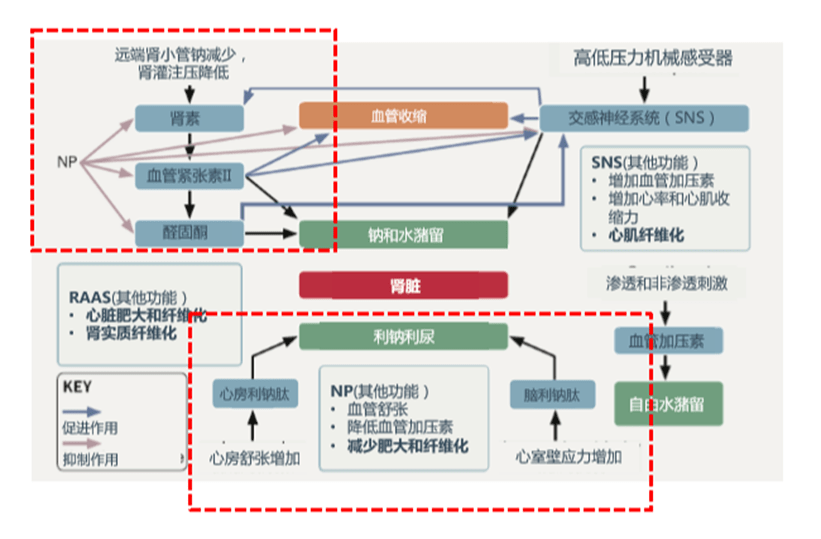 治疗|ARNI，心肾综合征治疗的新希望?