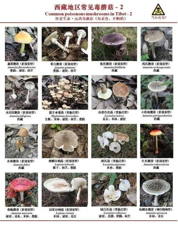 西藏常见毒蘑菇识别与中毒防治方法