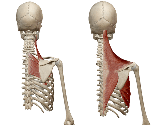 (左)菱形肌(右)斜方肌与前锯肌