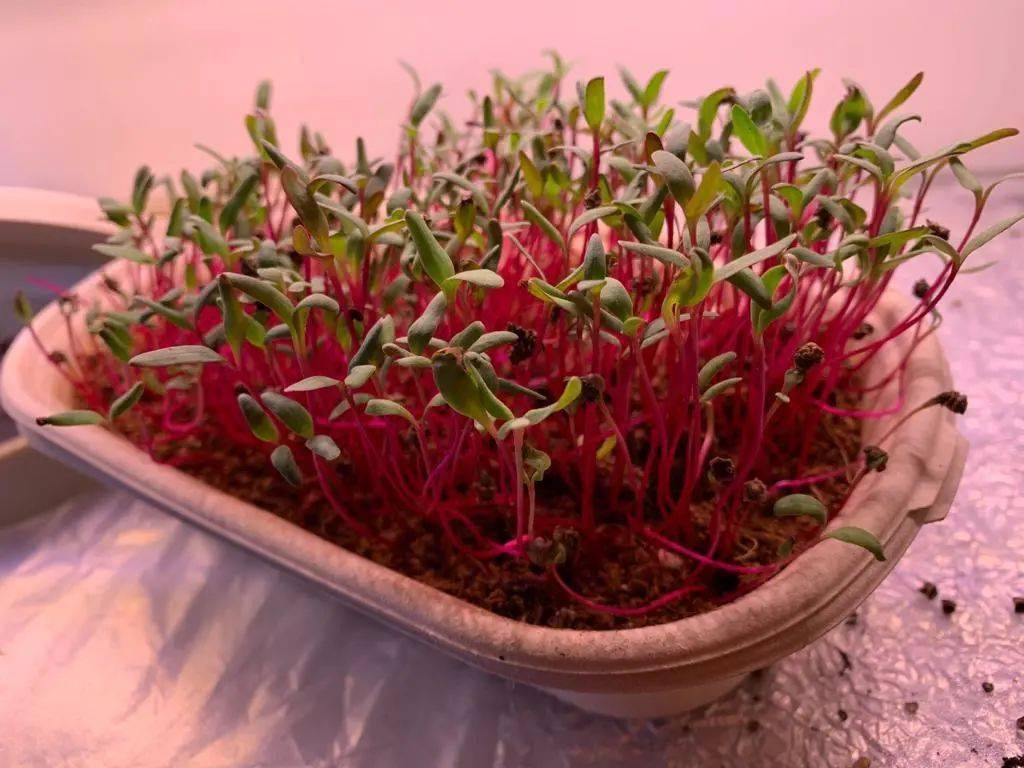 microgreens微菜苗种植实验第二弹