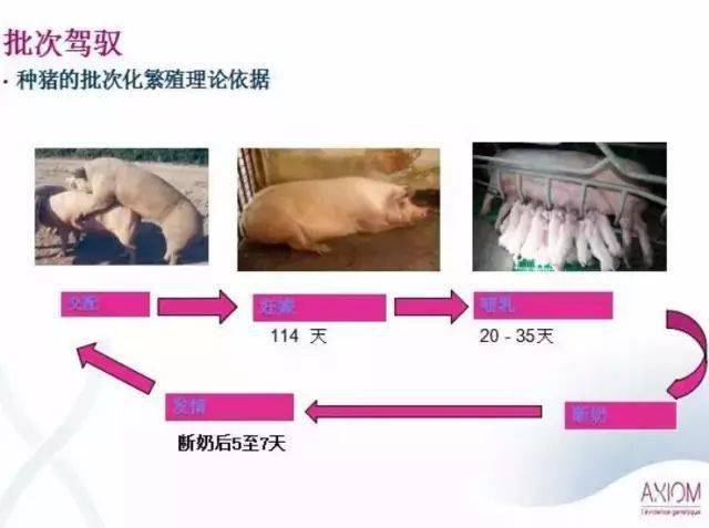 法国养猪批次化管理参考_母猪