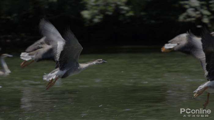 慢动作|2.6w还买不到？EOS R5玩8K视频，高端PC直接崩