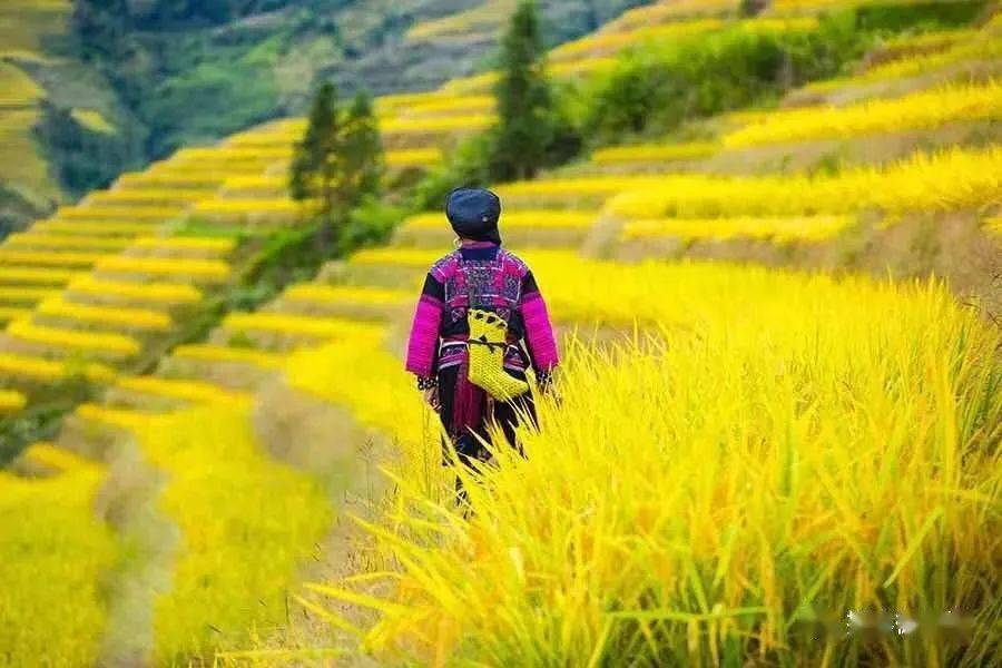 9月12日-19日【新线首发】广西龙脊梯田秋色,桂林山水