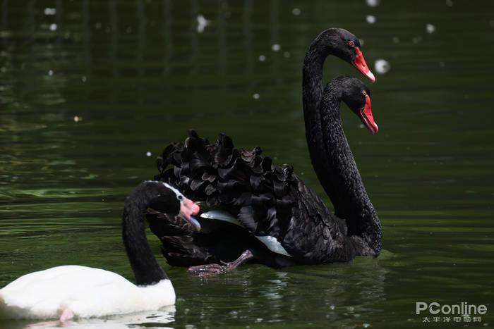 慢动作|2.6w还买不到？EOS R5玩8K视频，高端PC直接崩