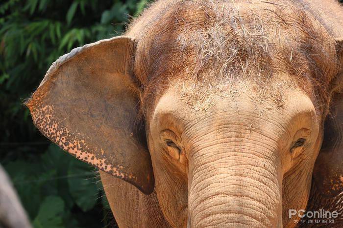 慢动作|2.6w还买不到？EOS R5玩8K视频，高端PC直接崩