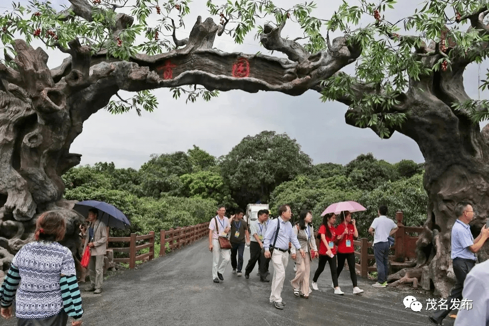 6 根子贡园位于高州市根子镇柏桥村,是茂名现存最古老的荔园,至今