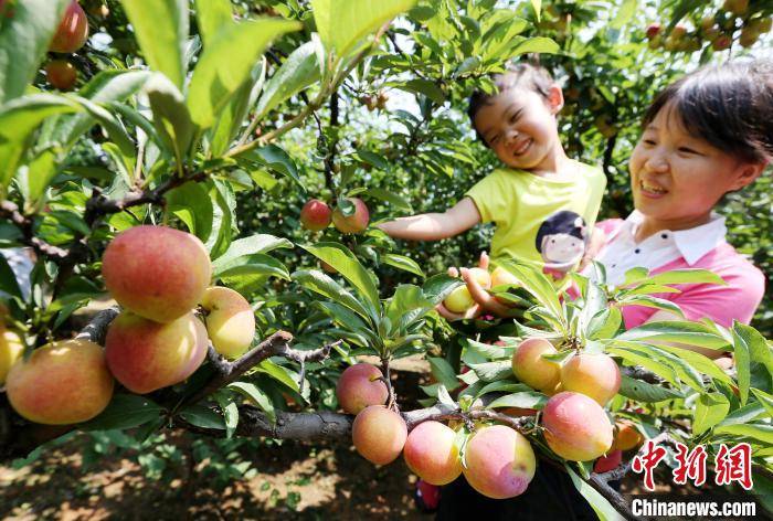 全国|国家林草局与企业联手“点亮”全国采摘果园