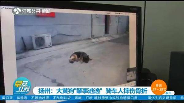 监控|大黄狗撞上电动车“肇事逃逸”，民警反复看监控找到狗主人