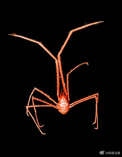 深海|中科院海洋所命名5个深海生物新物种