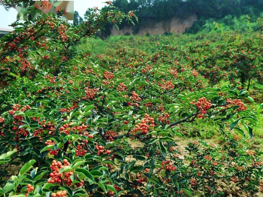 作为"中国花椒之都,韩城建设了5个万亩花椒示范基地和60个花椒种植