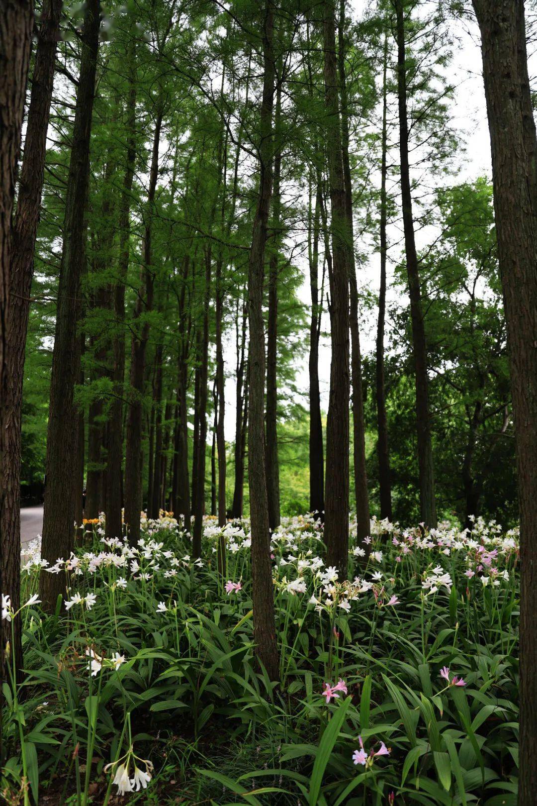 在上海植物园的著名打卡景点水杉大道林下,就混种着大片的石蒜属植物