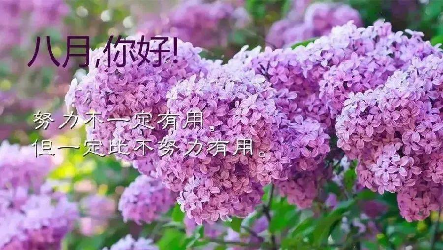 6张最新漂亮早上好问候图片鲜花带字 八月最美早安问候图片带字带鲜花