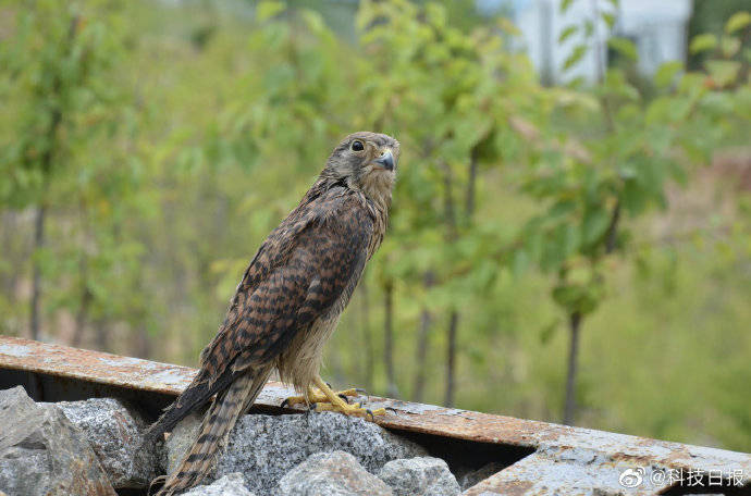 动物|“大胆翱翔吧！”5只国家二级保护动物红隼重回大自然
