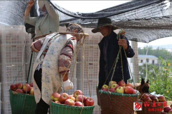 苹果|昭通“昭阳红”苹果开始采摘 今年产值有望达9600万元