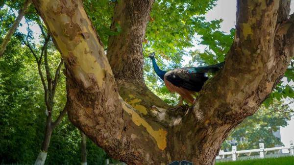 云南|“学霸”孔雀闯进云南一高校图书馆淡定“看书”