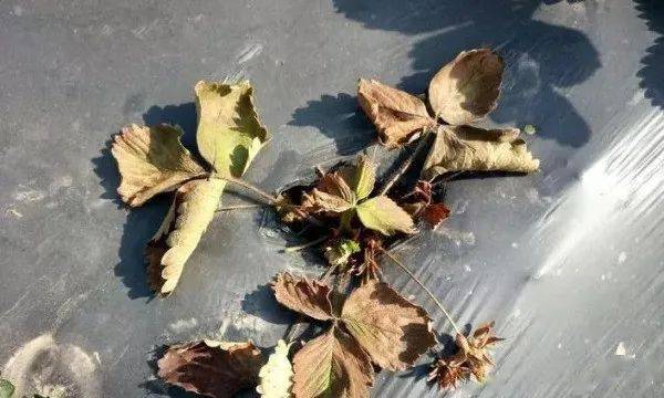 这几类农药需谨慎使用,稍有不慎易产生药害