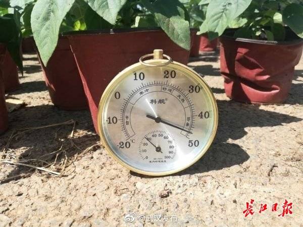 工人|高温下怎么护花，武汉景区园丁教你这样做