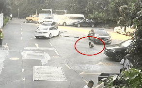 张某鹏|刚放暑假,8岁男童被撞身亡!这个致命动作很多人都做过……