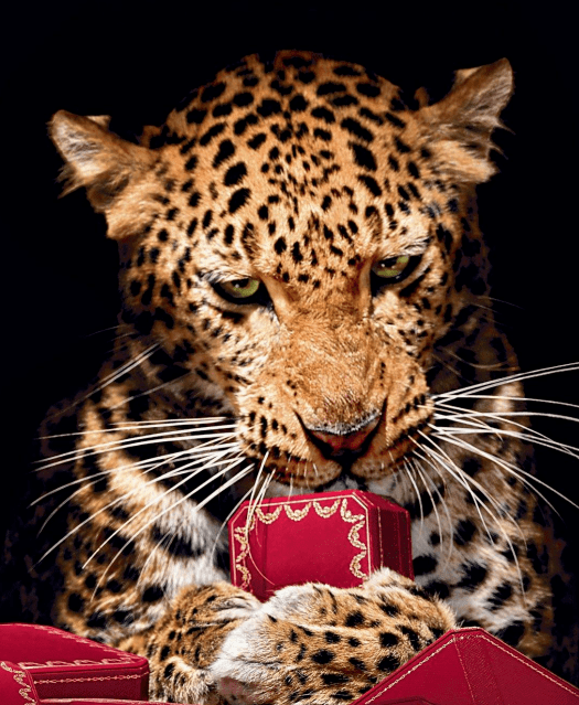 珠宝|这些猫狗身上的珠宝!你居然一件也买不起!!!