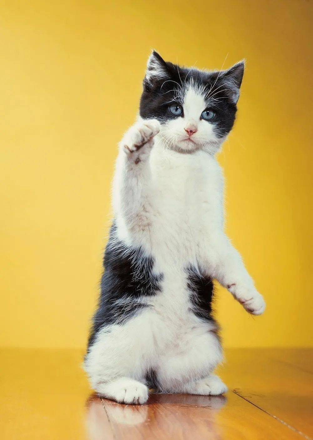 年拍|铲屎官必看!被誉为拍猫教父的他,70年拍猫历史全在这