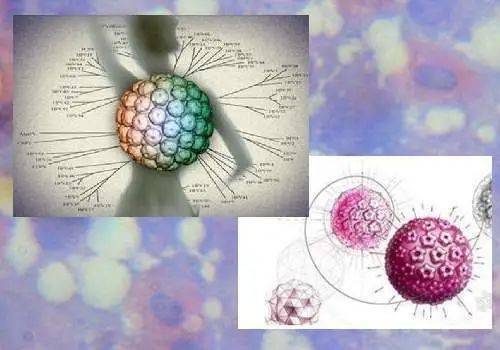 hpv病毒会感染肺吗 759a5e8a6e0043caa569c77be3a38fd3.jpeg