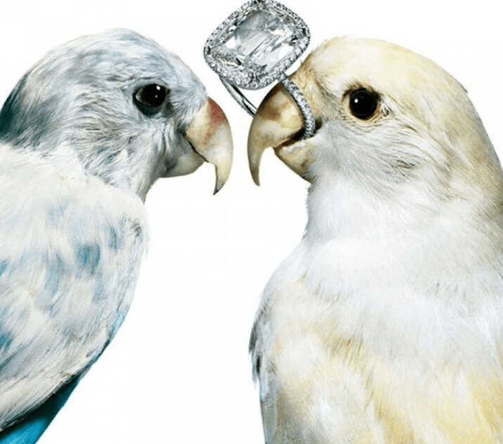 珠宝|这些猫狗身上的珠宝!你居然一件也买不起!!!