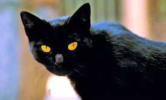 珠宝|这些猫狗身上的珠宝!你居然一件也买不起!!!