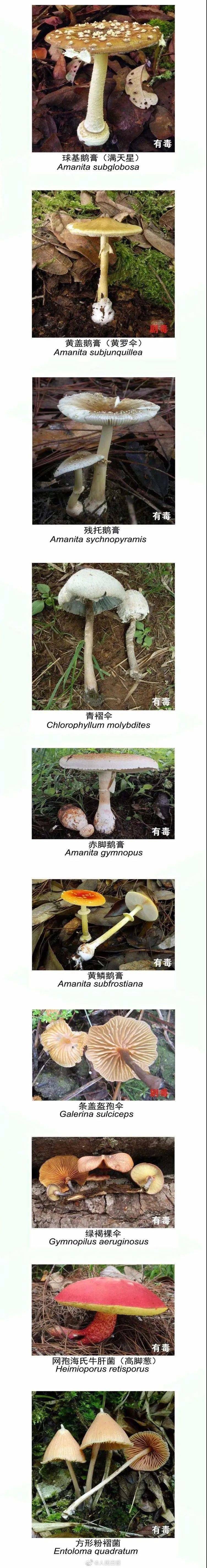 菌类排行_五大名贵菌类排行榜:松茸仅第三