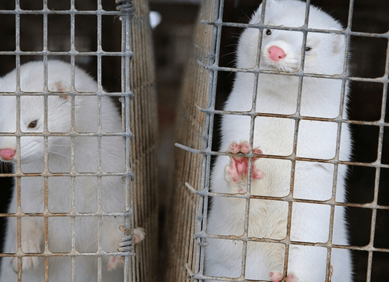 西班牙|水貂是新冠病毒宿主？西班牙、荷兰已捕杀超100万只养殖貂