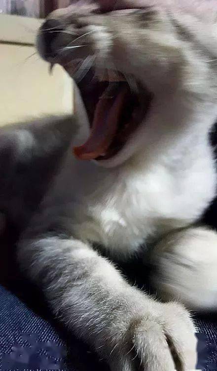 年拍|铲屎官必看!被誉为拍猫教父的他,70年拍猫历史全在这