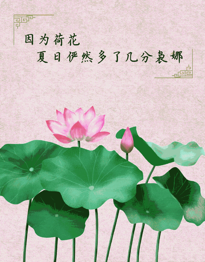 荷花|荷花，并不知道自己就是夏天