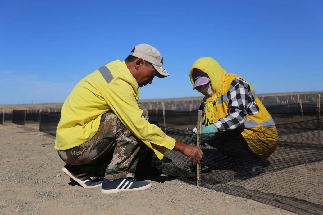 网格|发现最美铁路#临策铁路治沙人：戈壁滩上的“守护者”