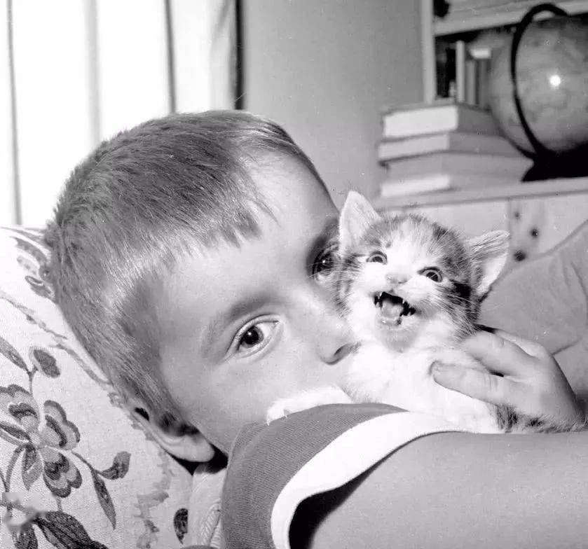 年拍|铲屎官必看!被誉为拍猫教父的他,70年拍猫历史全在这