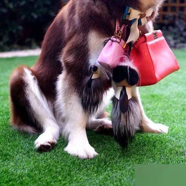 珠宝|这些猫狗身上的珠宝!你居然一件也买不起!!!