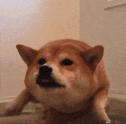 如何让狗不害怕游泳 fc7a9c76338a45d7982ab909ccdafdc9.gif