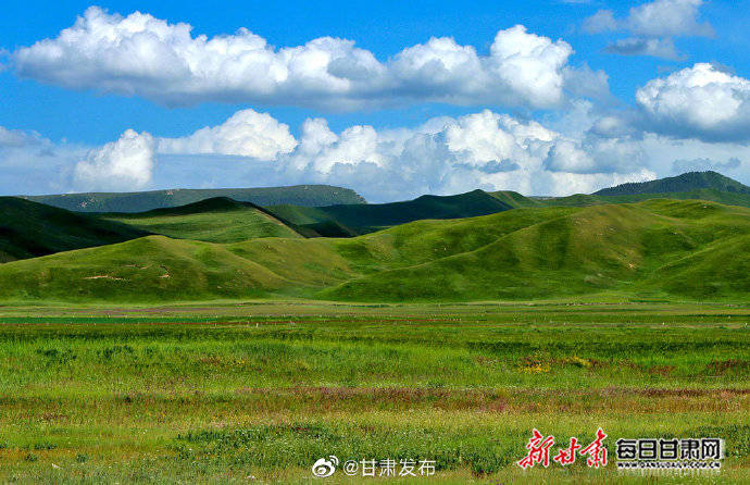 肃南|山花烂漫入诗行 牧歌悠扬醉云朵 盛夏肃南草原风光旖旎