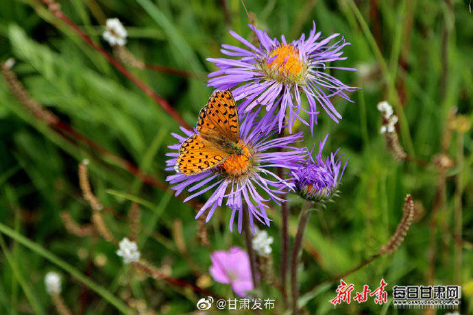 肃南|山花烂漫入诗行 牧歌悠扬醉云朵 盛夏肃南草原风光旖旎