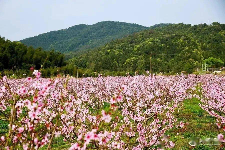 罗源县西兰乡寿桥村有多少人口_罗源县西兰中学图片