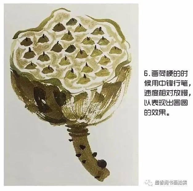 写意莲蓬作品欣赏国画基础:写意荷花莲蓬的画法(图文来自网络,版权归