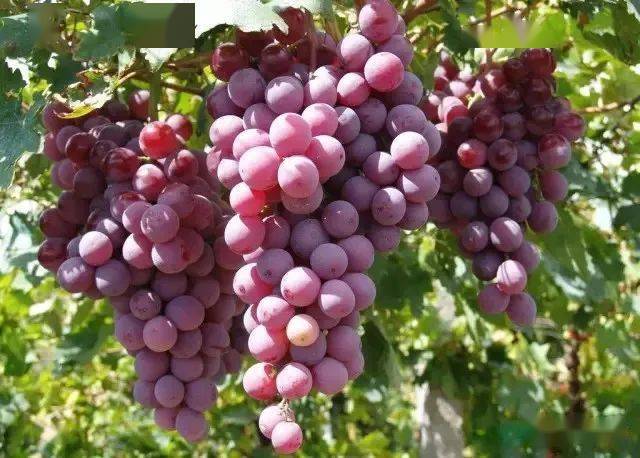 阳光玫瑰葡萄到底能不能吃了 f54394f8cb994290bea48c00ea4a5230.jpeg