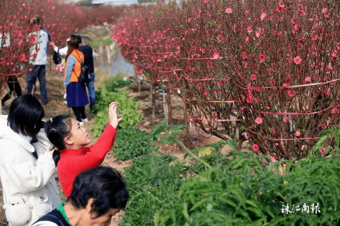 开辟"桃花 文旅"特色农业发展新路径"连杜桃花"开在致富路上_种植