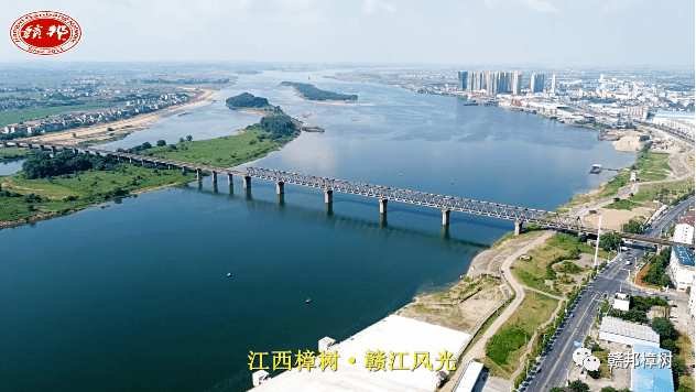 八月风景无限好,这样的樟树你见过吗?