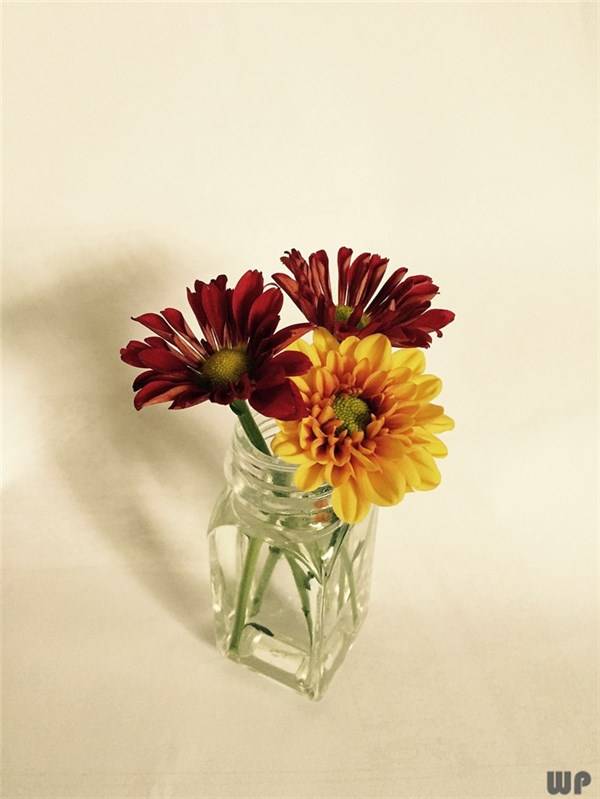 衷心祝福|学会乐观，别让琐事，挤走快乐；别让压力，影响心情，早安