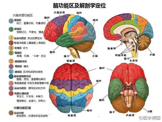 一图读懂| 脑的功能区及解剖学定位_手机搜狐网