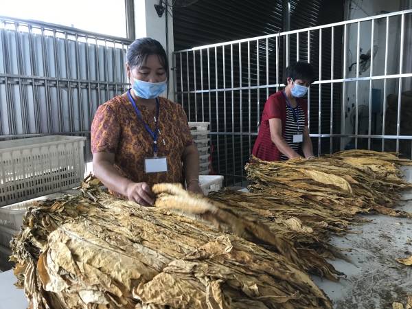 烤烟|新田：2020年烤烟正式开秤收购