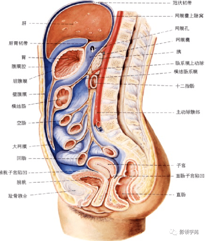 腹膜腔 子宮