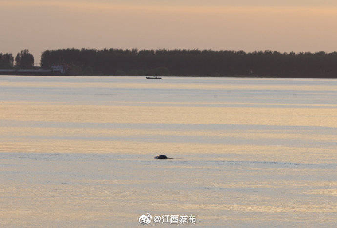 江西省|长江彭泽段现江豚迎浪嬉戏