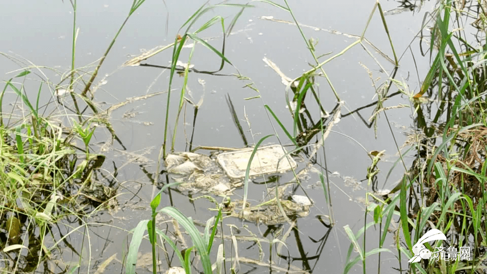 青岛|“一纸证明”挡住了孩子的上学路：能否解决呢？