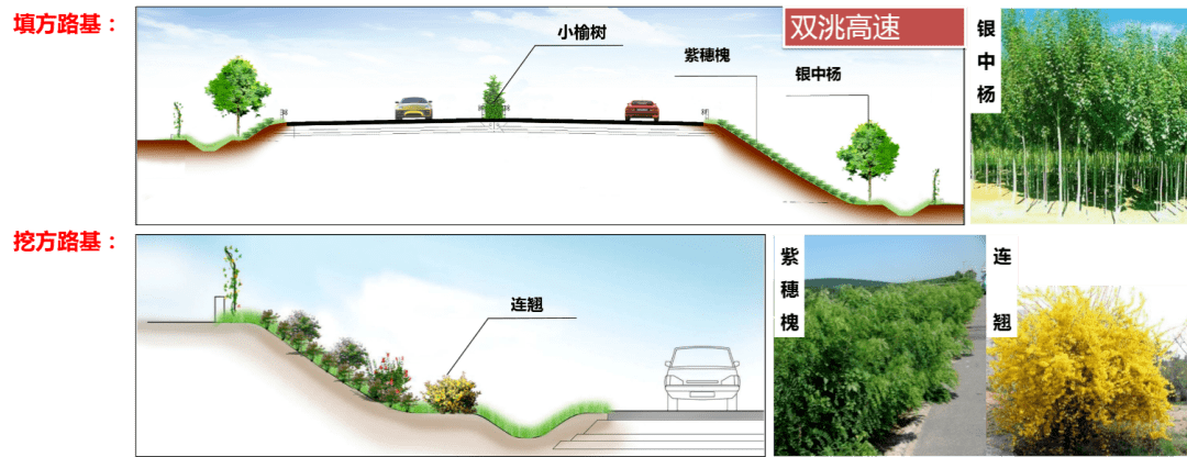 在具备绿化条件的路段,选用乡土优势树种,在护坡道,中分带,碎落台处